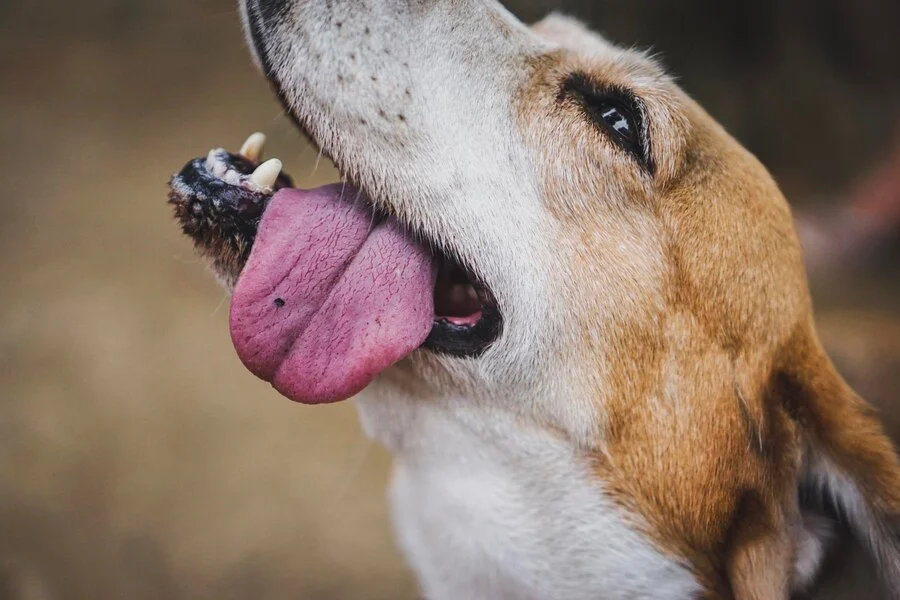 Let your dog unleash their hidden talents with these Trixie Tongue tricks